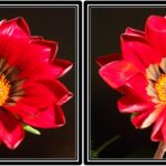 Gazania