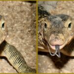 Varan