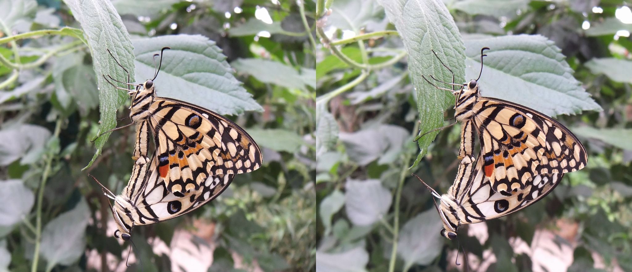 2013 Papilion demoleus