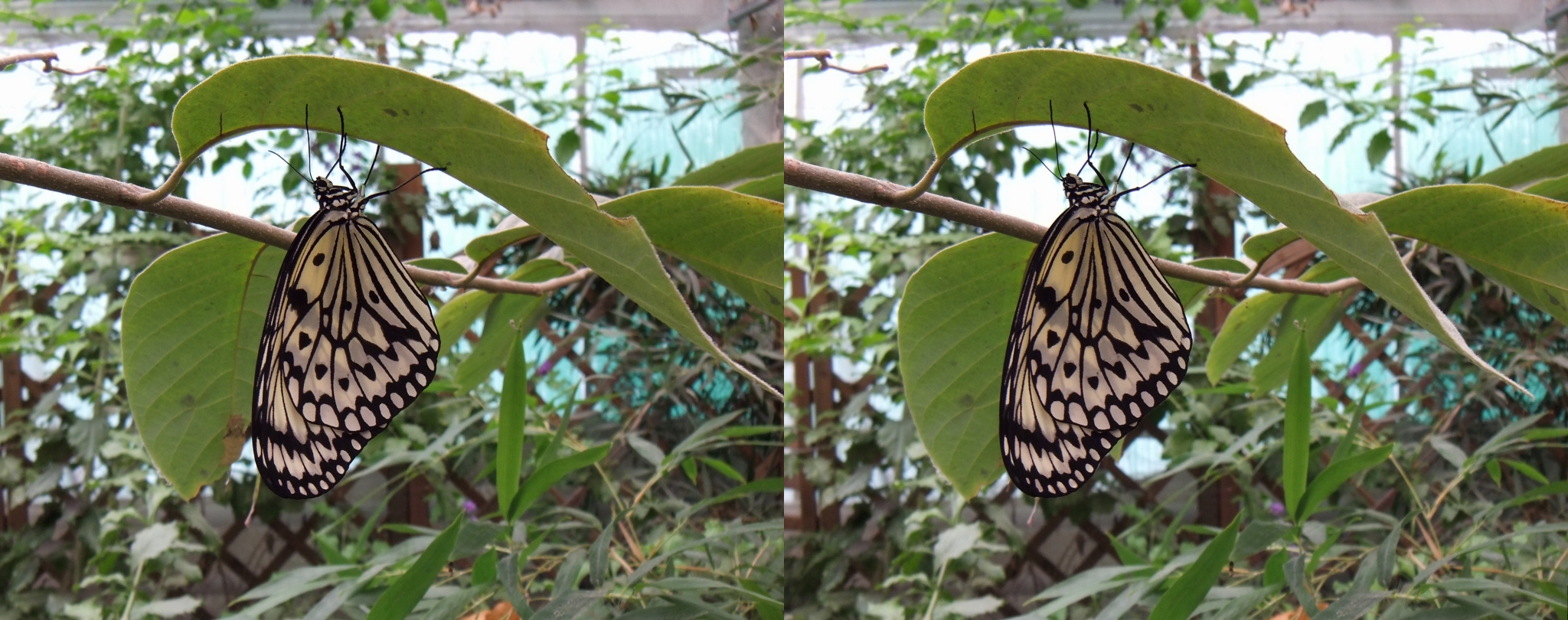 2013 Papillon Idea leuconoe