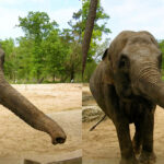DBr Animaux 001.jpg