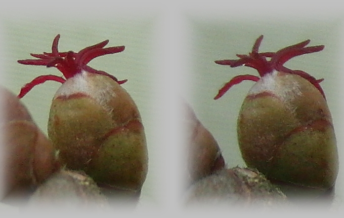 NoisetierFleurFemelleP