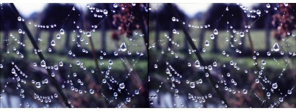 402_ChCouland_67 Goutelettes sur la toile.JPG