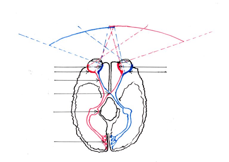 scann PAt LES VOIES OPTIQUES011