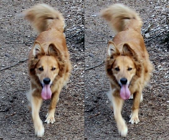 thumb 156 AnamorphoCanis2