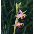 Ophrys_abeille_6876_77.jpg