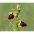 Ophrys_araignee_6917_18.jpg