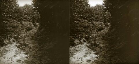Bois de Verrières