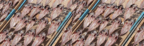 séchage de poissons