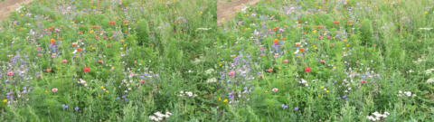 Fleurs le long de la route