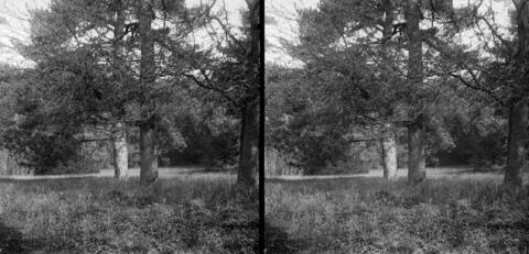Vue sur le parc prise du baillage