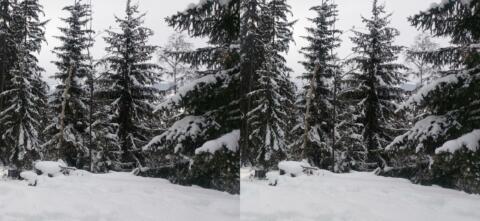La forêt aux Arcs