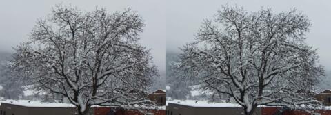 Arbre dénudé