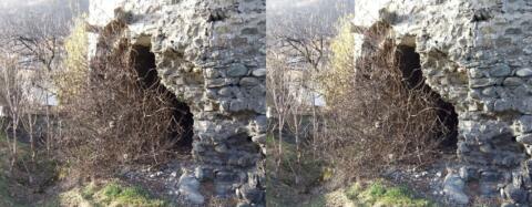 Un buisson mange la Tour de Rochefort du XIIe S. (ou l'inverse)