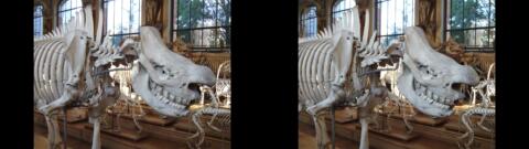 Galerie de Paléontologie du Jardin des Plantes