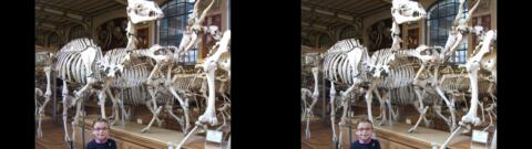 Galerie de Paléontologie du Jardin des Plantes
