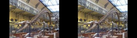 Galerie de Paléontologie du Jardin des Plantes