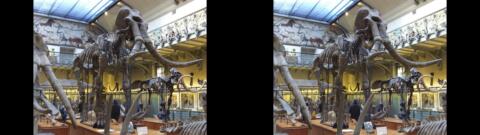 Galerie de Paléontologie du Jardin des Plantes