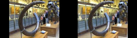 Galerie de Paléontologie du Jardin des Plantes