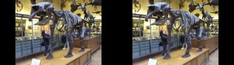 Galerie de Paléontologie du Jardin des Plantes