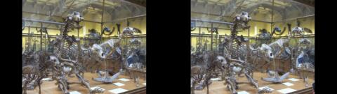 Galerie de Paléontologie du Jardin des Plantes