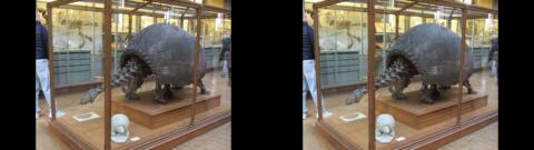 Galerie de Paléontologie du Jardin des Plantes