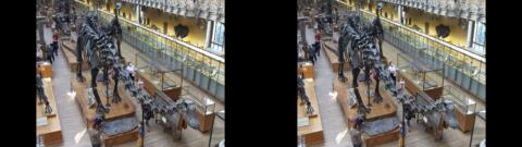 Galerie de Paléontologie du Jardin des Plantes