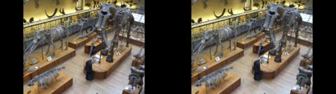 Galerie de Paléontologie du Jardin des Plantes