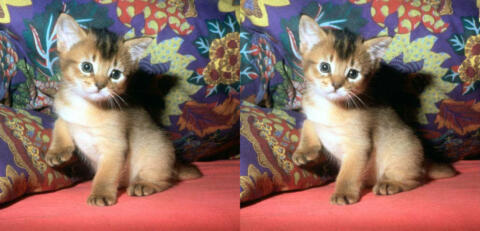 chat_Loomis