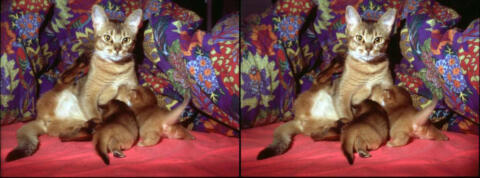 chat_Maternite