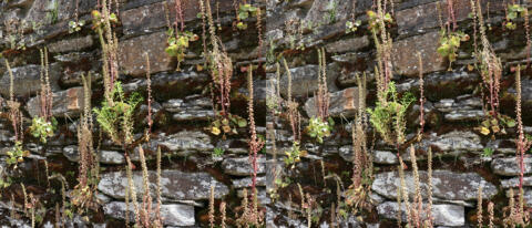 Plantes aimant les vieilles murailles