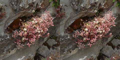 Et mur fleuri