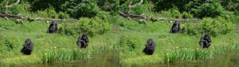 Famille de gorille