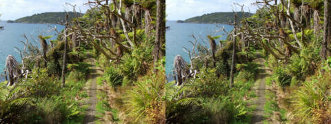 Ile de Stewart (la plus au sud de NZ)