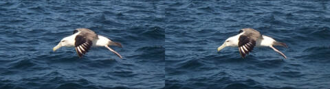Ile de Stewart. Les albatros.