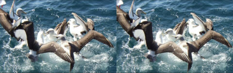 Ile de Stewart. Les albatros.