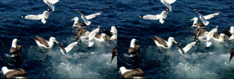 Ile de Stewart. Les albatros.