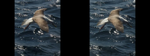 Ile de Stewart. Les albatros.