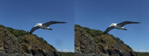 Ile de Stewart. Les albatros.
