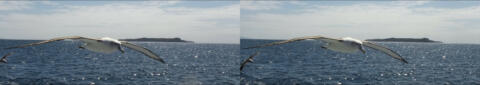 Ile de Stewart. Les albatros.