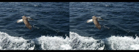 Ile de Stewart. Les albatros.