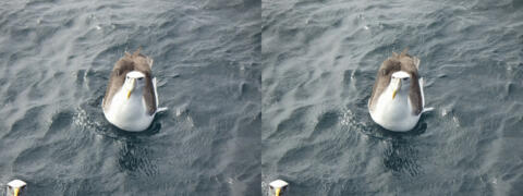 Ile de Stewart. Les albatros.