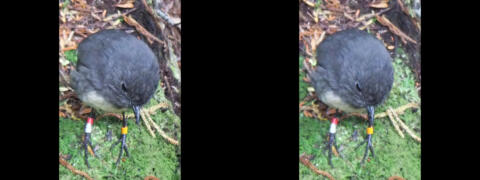 Réserve naturelle de l'ile d'Ulva (près de Stewart)