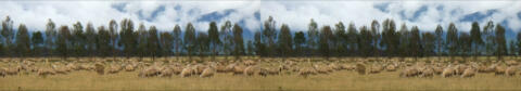 Les moutons de NZ (Ile du Sud)