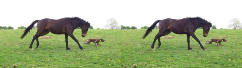 Jeu entre un étalon et un chien de chasse