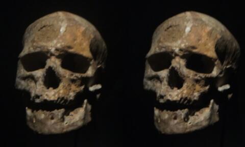 Crâne de l'homme de Cro-Magnon, exposition Préhistoire