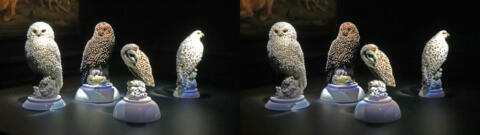 Chouette des neiges, Chouette tachetée, Hibou, Faucon sacré