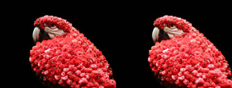 Ara rouge, par Maurizio Galante et Tal Lancman