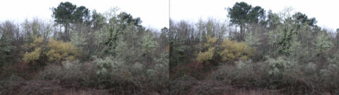 Bois souvent fouillis