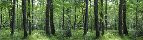 Bois, de belles zones calmes au printemps